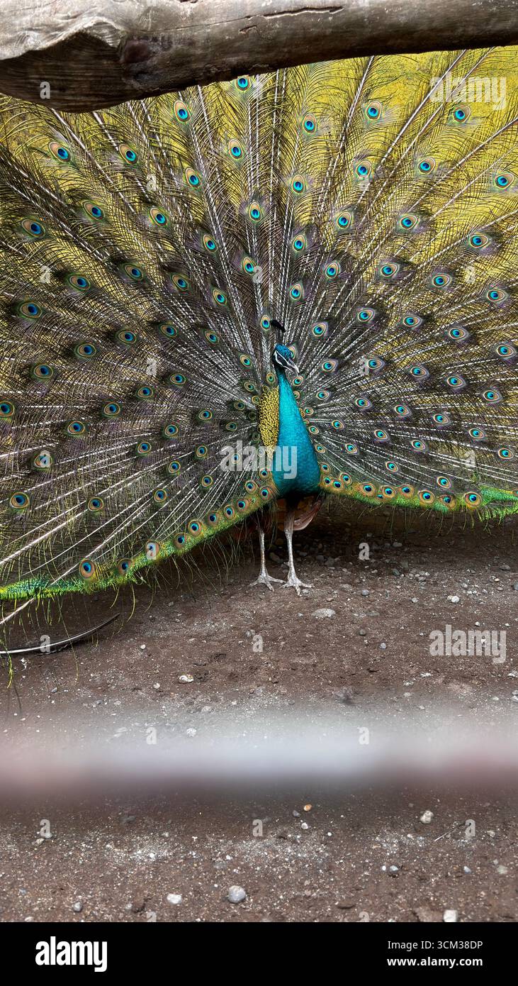 Ein Pfau mit farbenfrohen, schillernden Federn, die in einer natürlichen Umgebung im Freien ihren Schwanz sprießen. Erfassen in Indonesien - Smartphone-aufgenommenes Stockfoto
