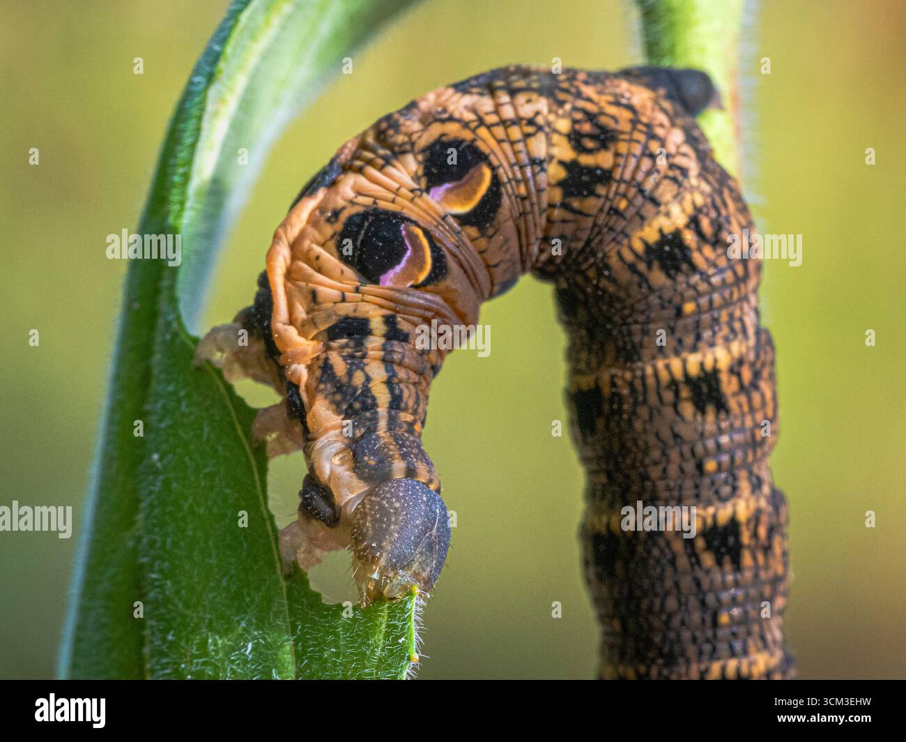Elefant Hawk-Moth caterpillar (Deilephila elpenor) ernährt sich von Willowhere, Cambridgeshire, England Stockfoto