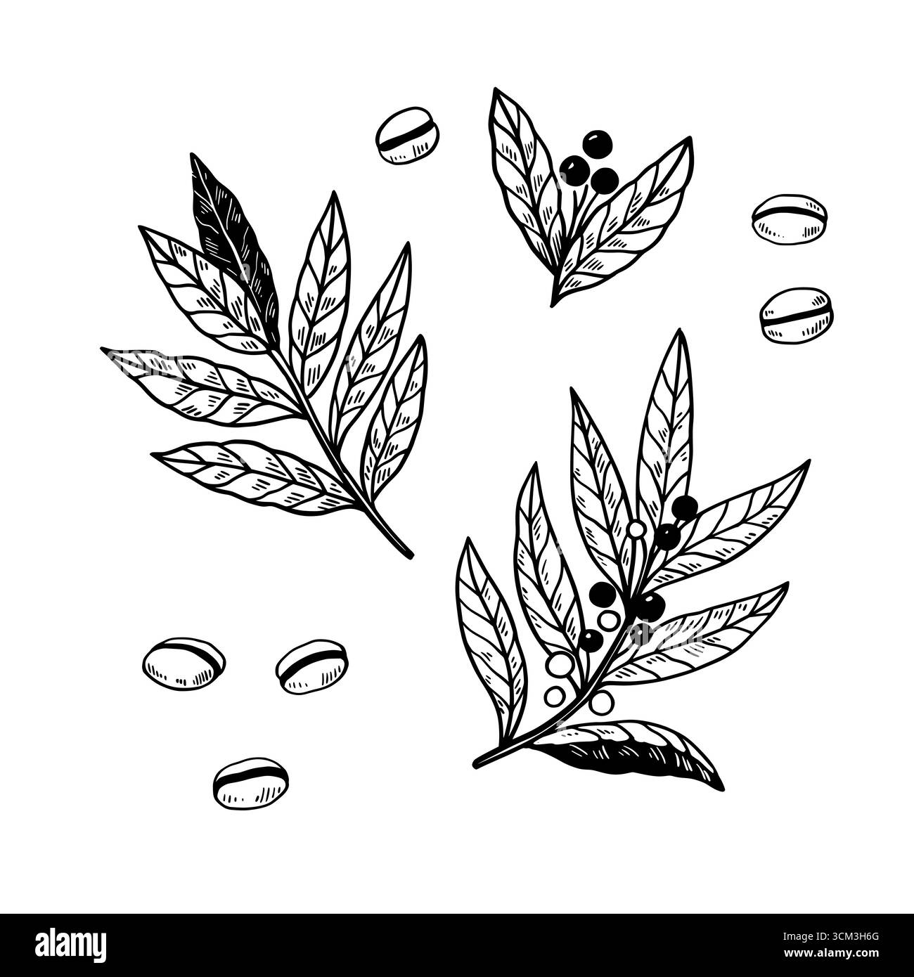 Kaffeebohnen und Zweig mit Beeren umranden schwarze und weiße Vektorillustration. Stock Vektor