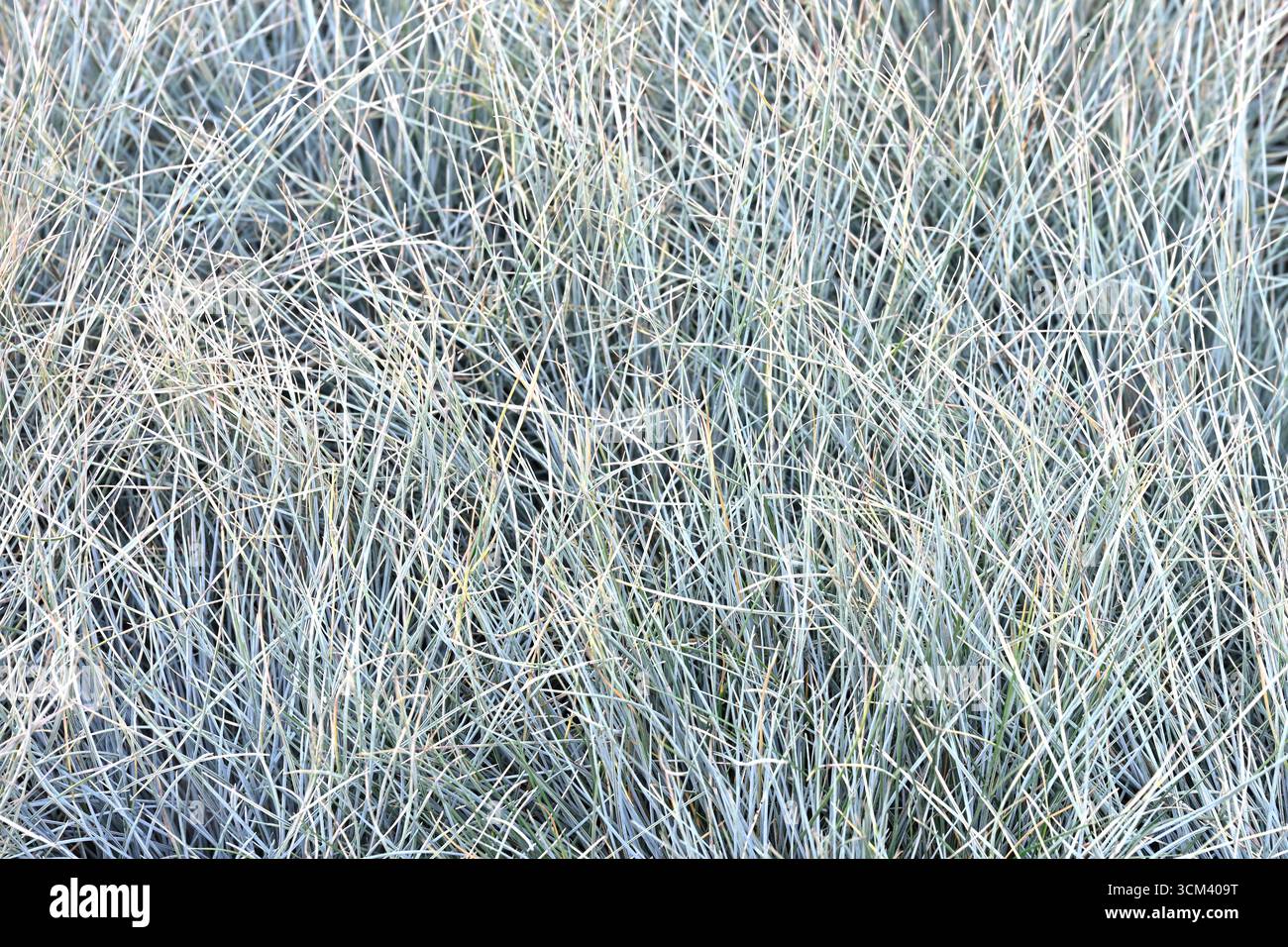 Nahaufnahme des Blattes von Ziergras Festuca glauca oder blauer Festkuh UK Garden September Stockfoto