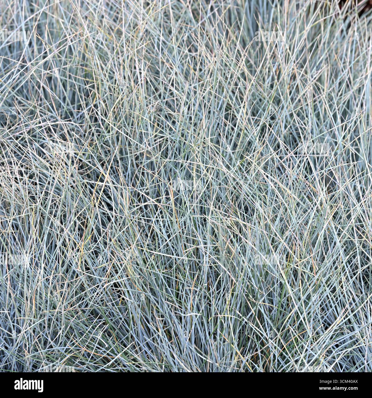 Nahaufnahme des Blattes von Ziergras Festuca glauca oder blauer Festkuh UK Garden September Stockfoto