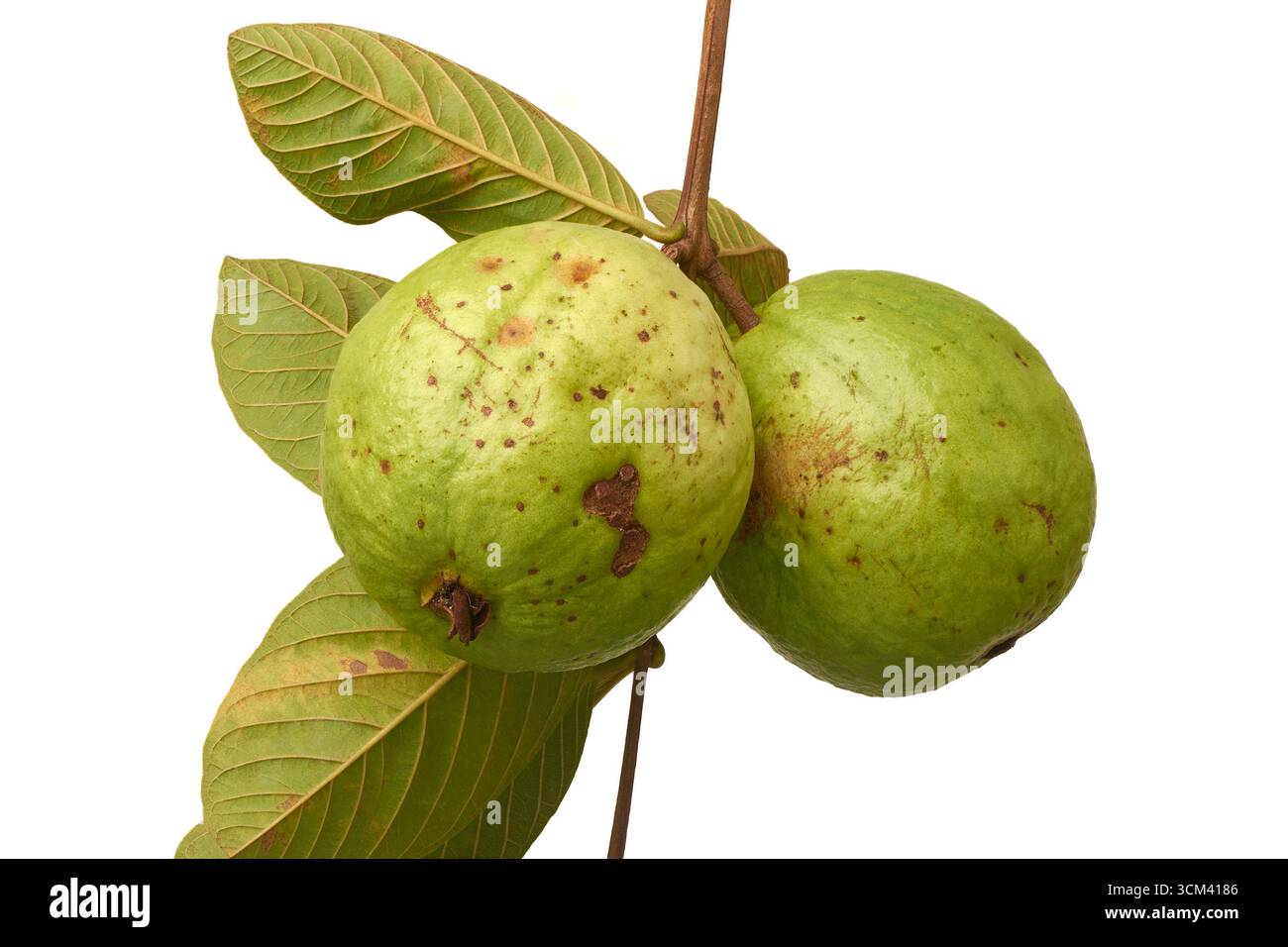 Nahaufnahme von Guave-Früchten auf Zweig mit zwei hellgrünen Früchten und braunen Flecken auf der Haut isolierter weißer Hintergrund, natürliche Reifung und unvollkommen Stockfoto