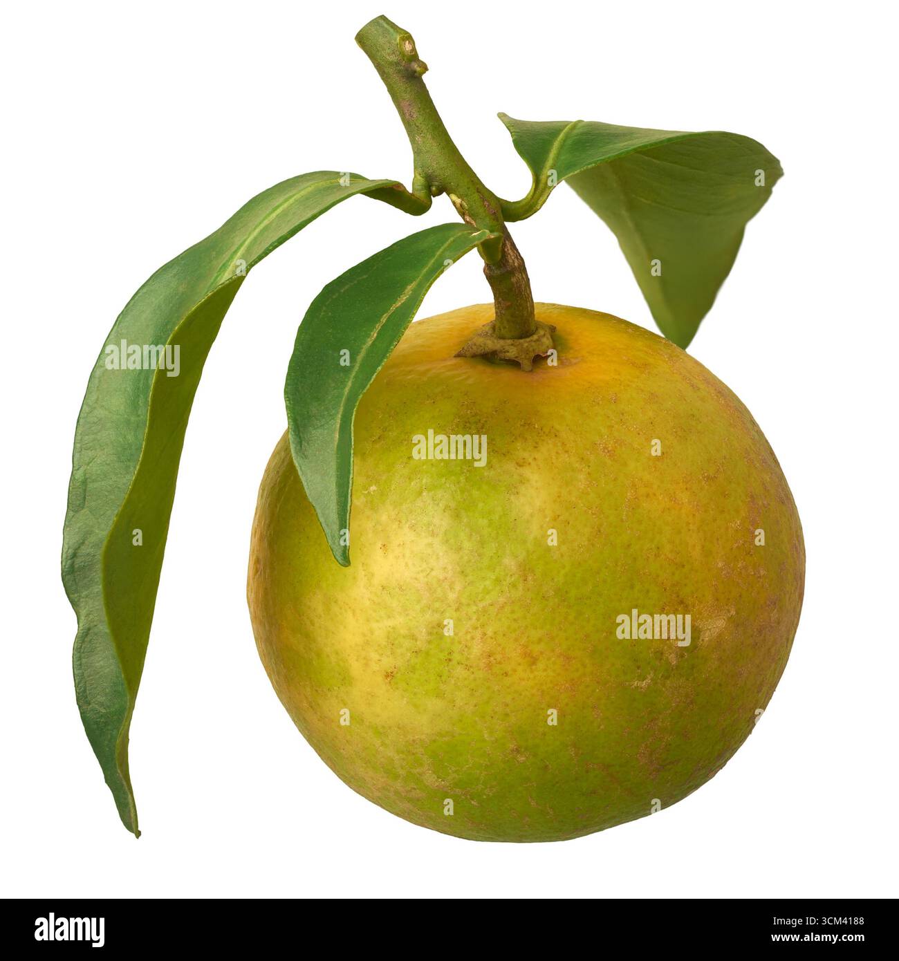 Nahaufnahme von gelb-grüner Limette mit am Stiel befestigten Blättern isolierter weißer Hintergrund, weit verbreitet in Getränken und kulinarischen Gerichten Stockfoto