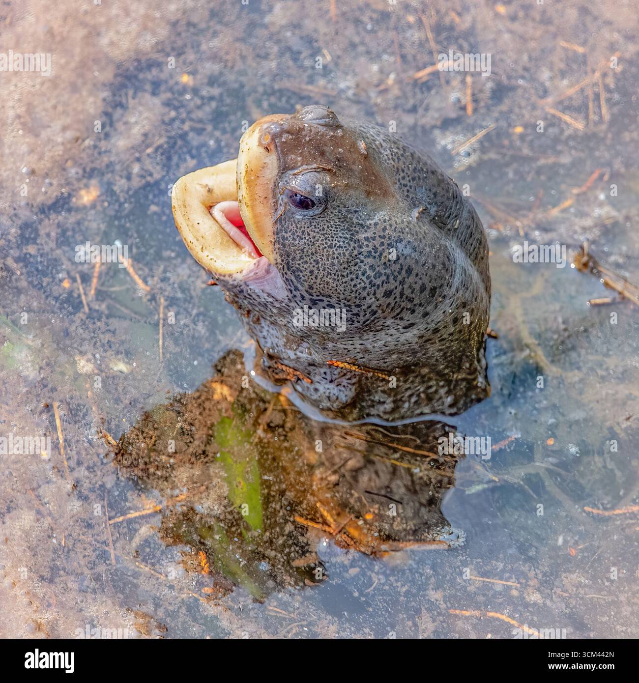 Diamondback Terrapin entlang des Mattapoisett Rail Trail, Massachusetts Stockfoto