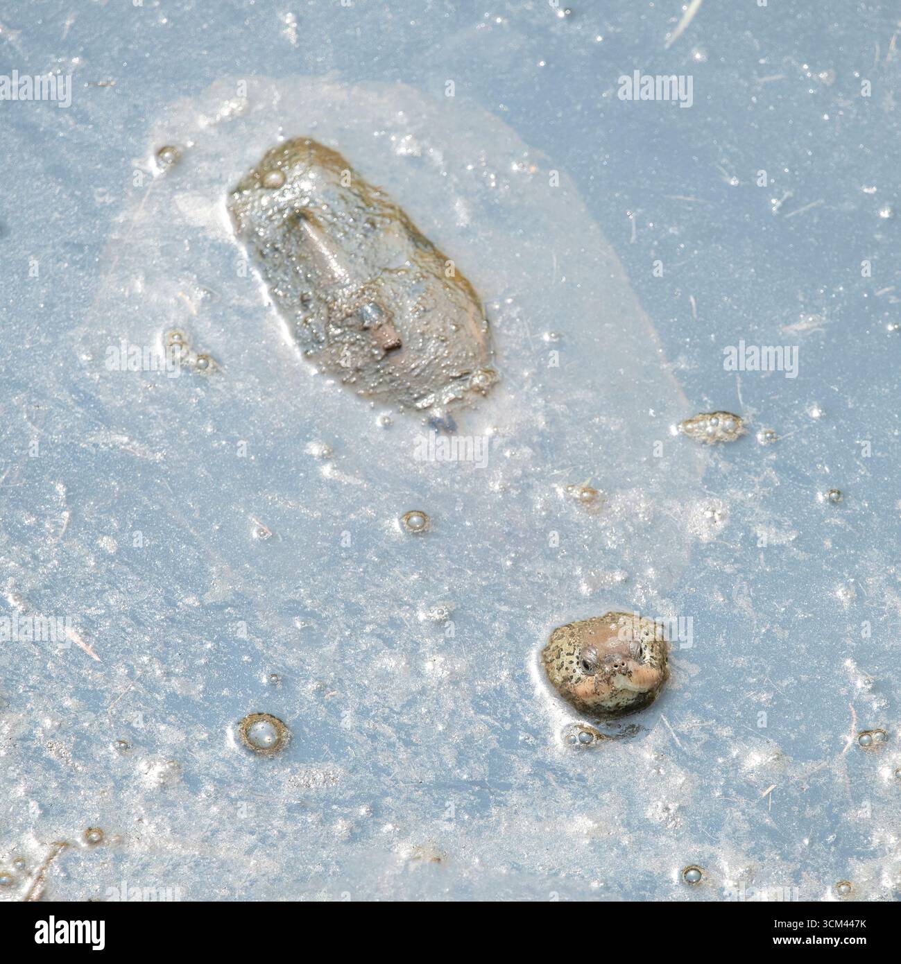 Diamondback Terrapin im Mattapoisett River, Massachusetts Stockfoto