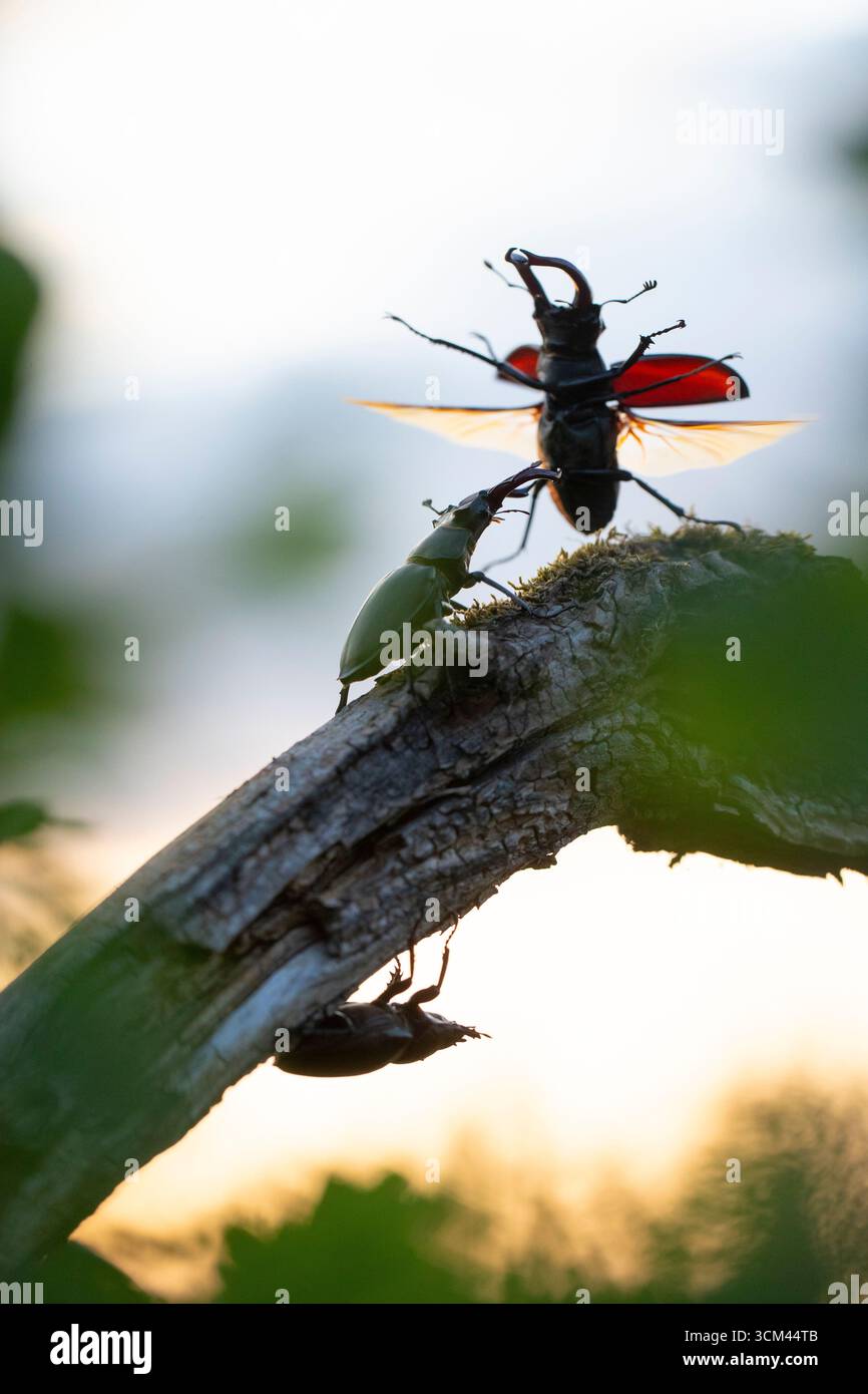 Hirschkäfer, Lucanus cervus, erwachsenes Weibchen mit zwei Männchen, Thüringen, Deutschland Stockfoto