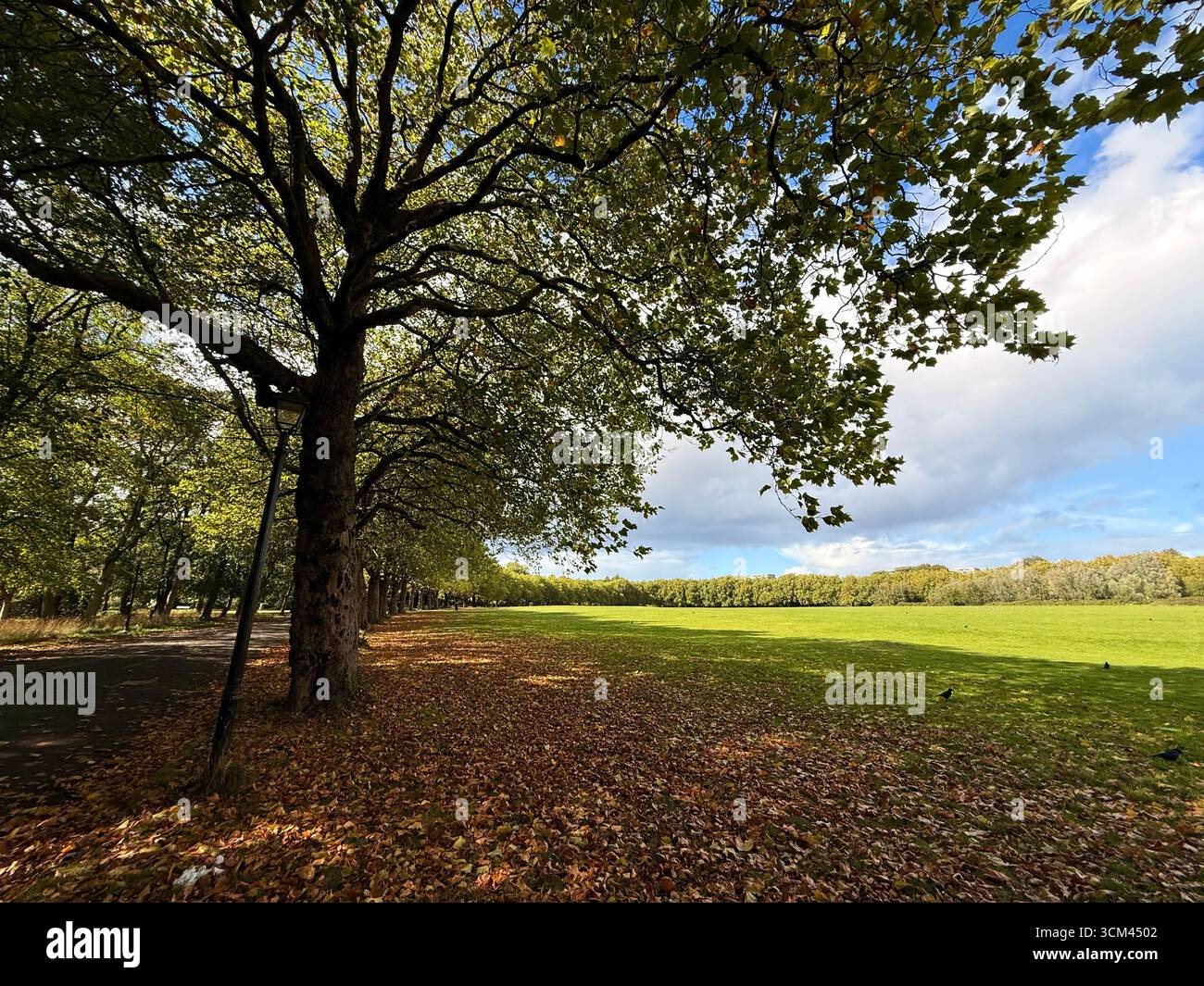 Sefton Park in Liverpool. Offene Fläche im Park mit Blättern, die sich im Herbst drehen. Stockfoto