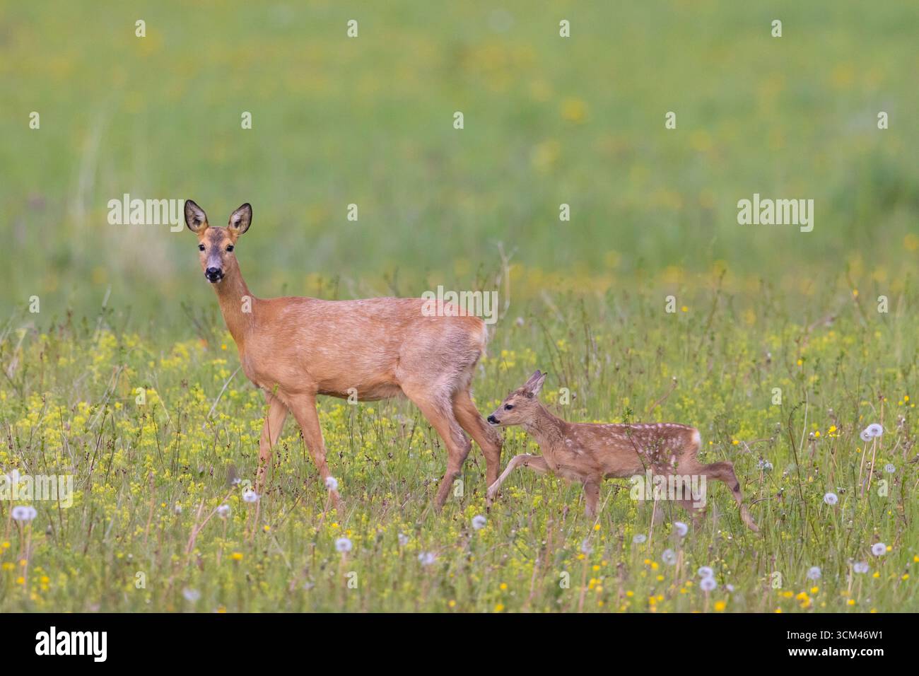 Rehe, Capreolus capreolus, Rehe mit kleinem Rehkitz, Mecklenburg-Vorpommern, Deutschland Stockfoto