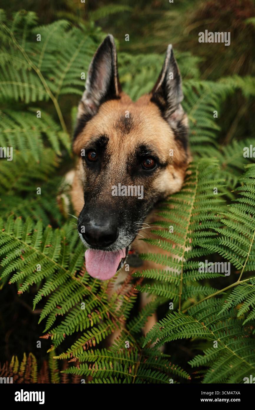 Deutscher Schäferhund sitzt in üppigen grünen Farnen in einem Wald in Divcibare, Serbien, Wandern und Reisen mit Haustieren Konzept. Nahaufnahme Hochformat. Stockfoto