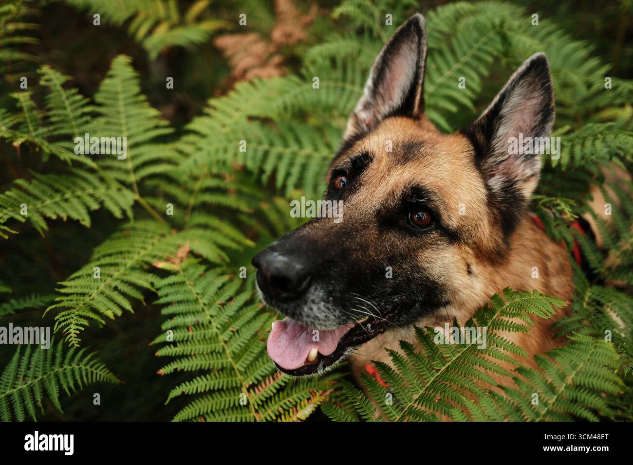 Deutscher Schäferhund sitzt in üppigen grünen Farnen in einem Wald in Divcibare, Serbien, Wandern und Reisen mit Haustieren Konzept. Nahaufnahme Hochformat. Stockfoto
