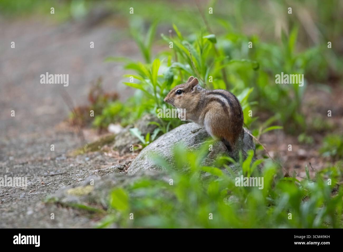 Streifenhörnchen auf einem Felsen Stockfoto