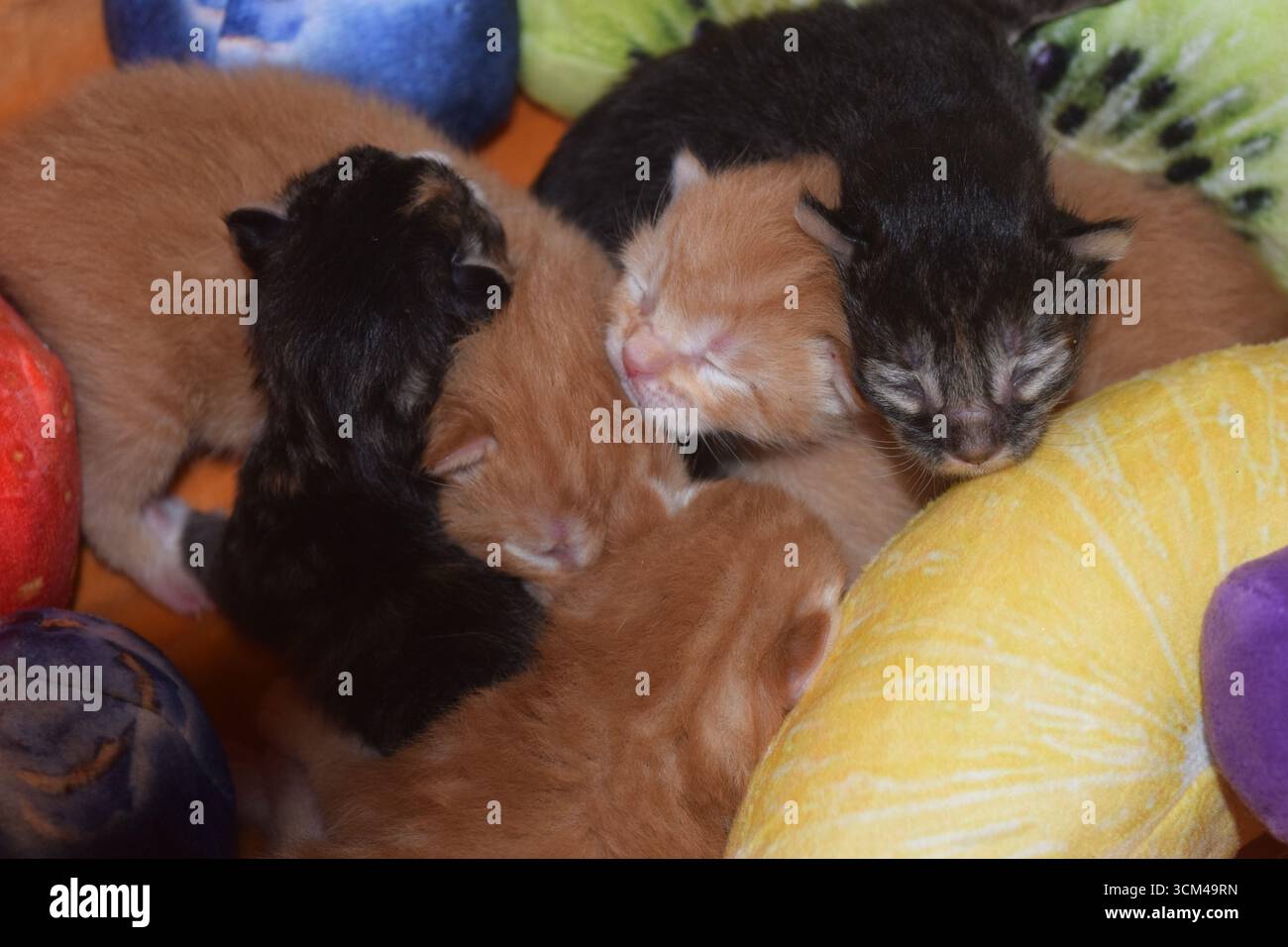 Neugeborene Pflegekätzchen drängen sich zusammen Stockfoto
