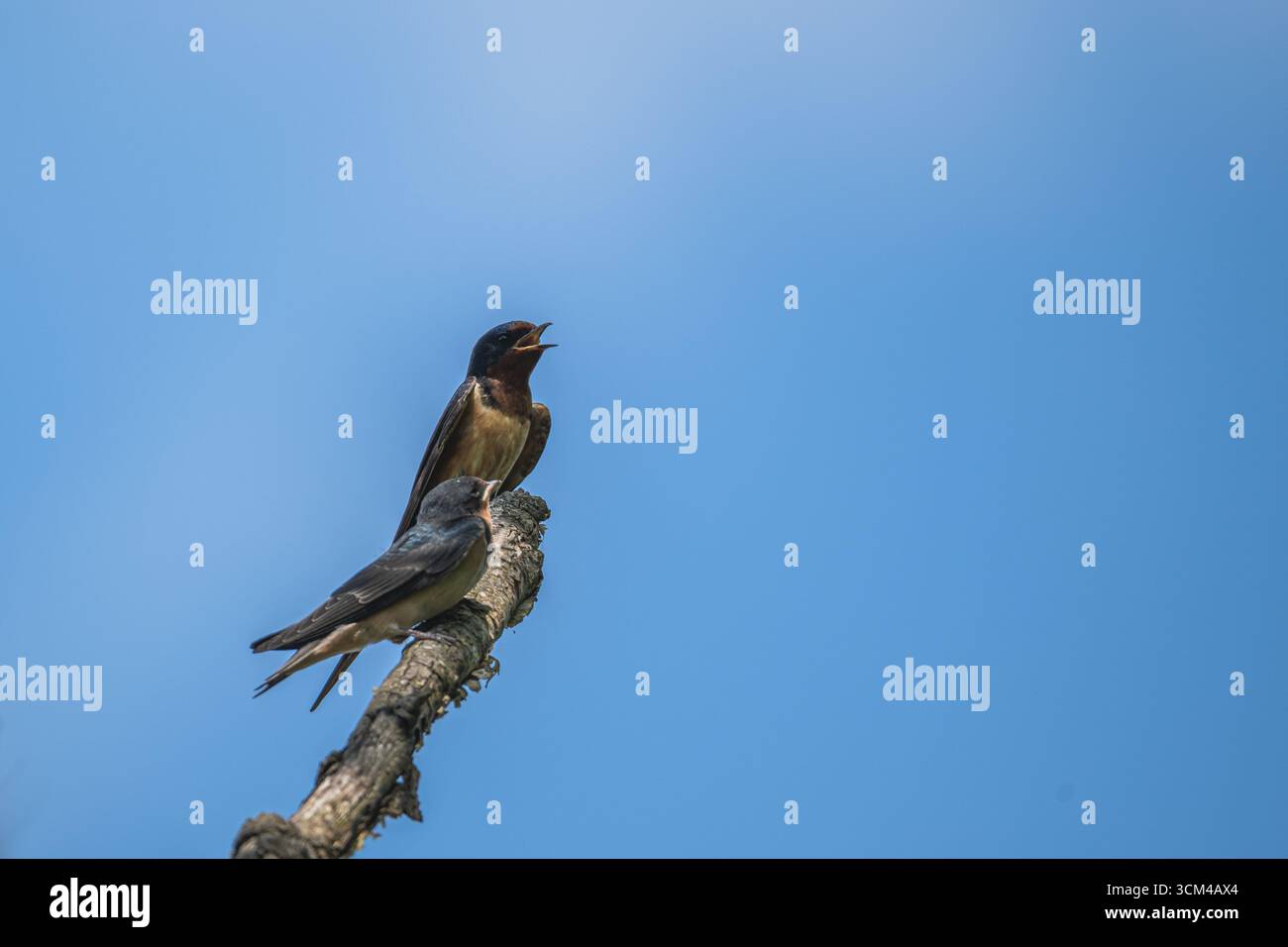 Scheunenschwalben sitzen auf einem Ast Stockfoto