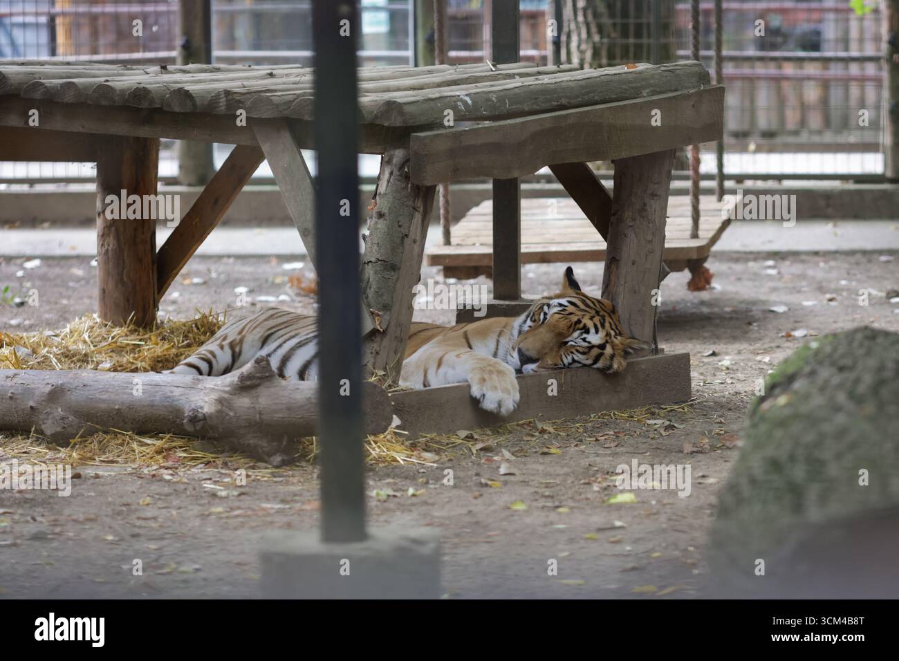Ein Tiger (Panthera tigris) in einem Käfig in einem osteuropäischen Zoo. Stockfoto