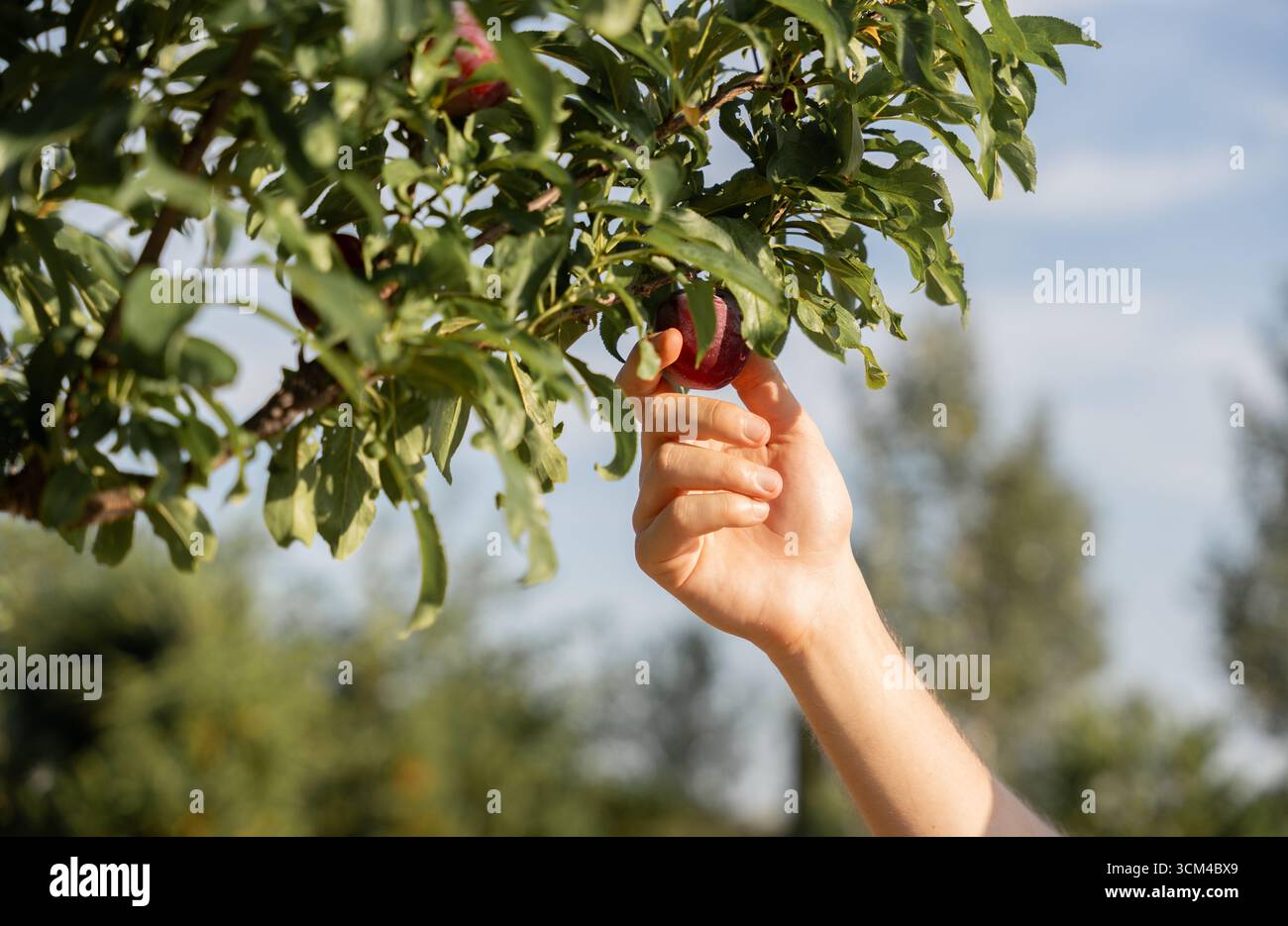 Pfirsiche von einem Baumzweig in einem sonnigen Obstgarten von Hand pflücken Stockfoto