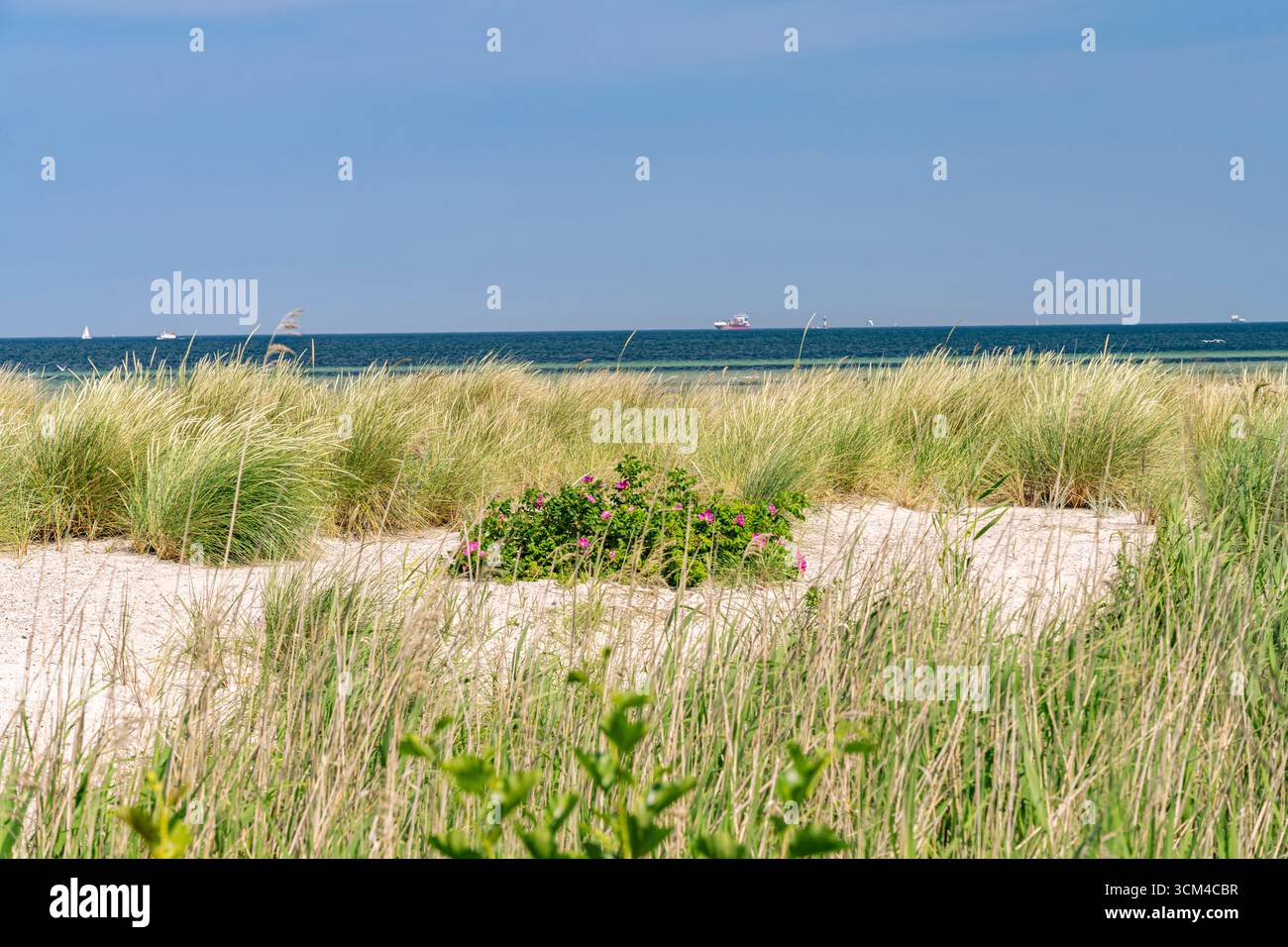 Dünenlandschaft am Strand des Kieler Fjords in Laboe, Schleswig-Holstein, Deutschland Stockfoto