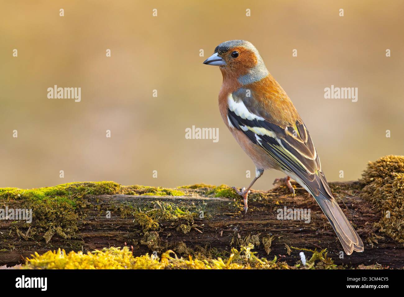 Ein männlicher Kaffinch (Fringilla coelebs) in einem Waldreservoir an einem heißen Frühlingstag Stockfoto