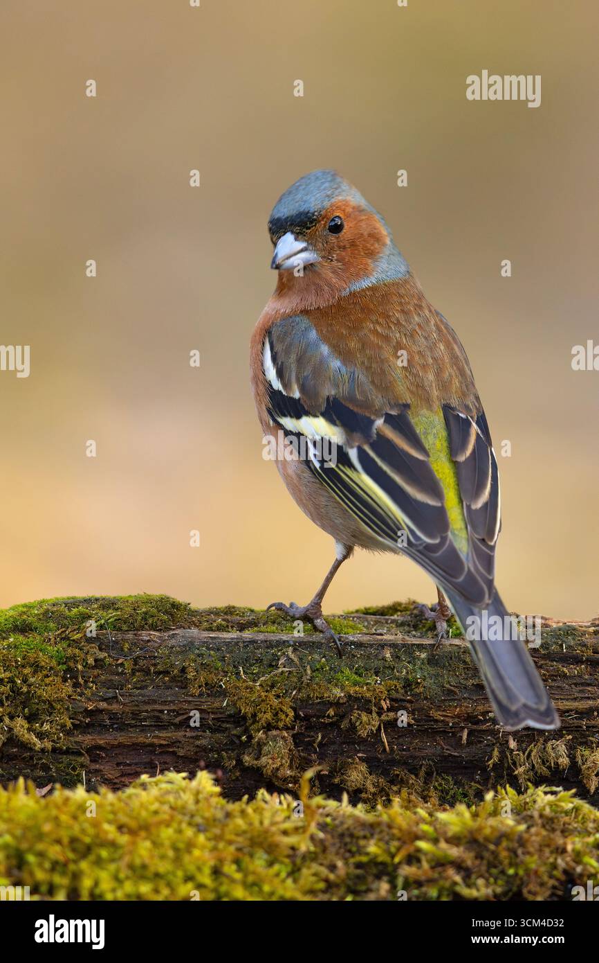 Ein männlicher Kaffinch (Fringilla coelebs) in einem Waldreservoir an einem heißen Frühlingstag Stockfoto