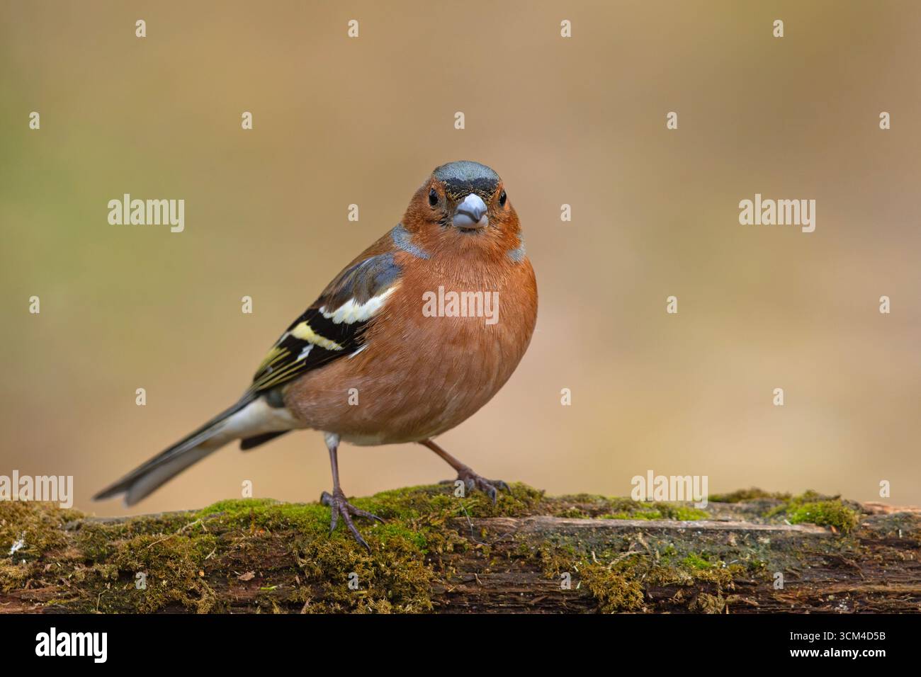 Ein männlicher Kaffinch (Fringilla coelebs) in einem Waldreservoir an einem heißen Frühlingstag Stockfoto