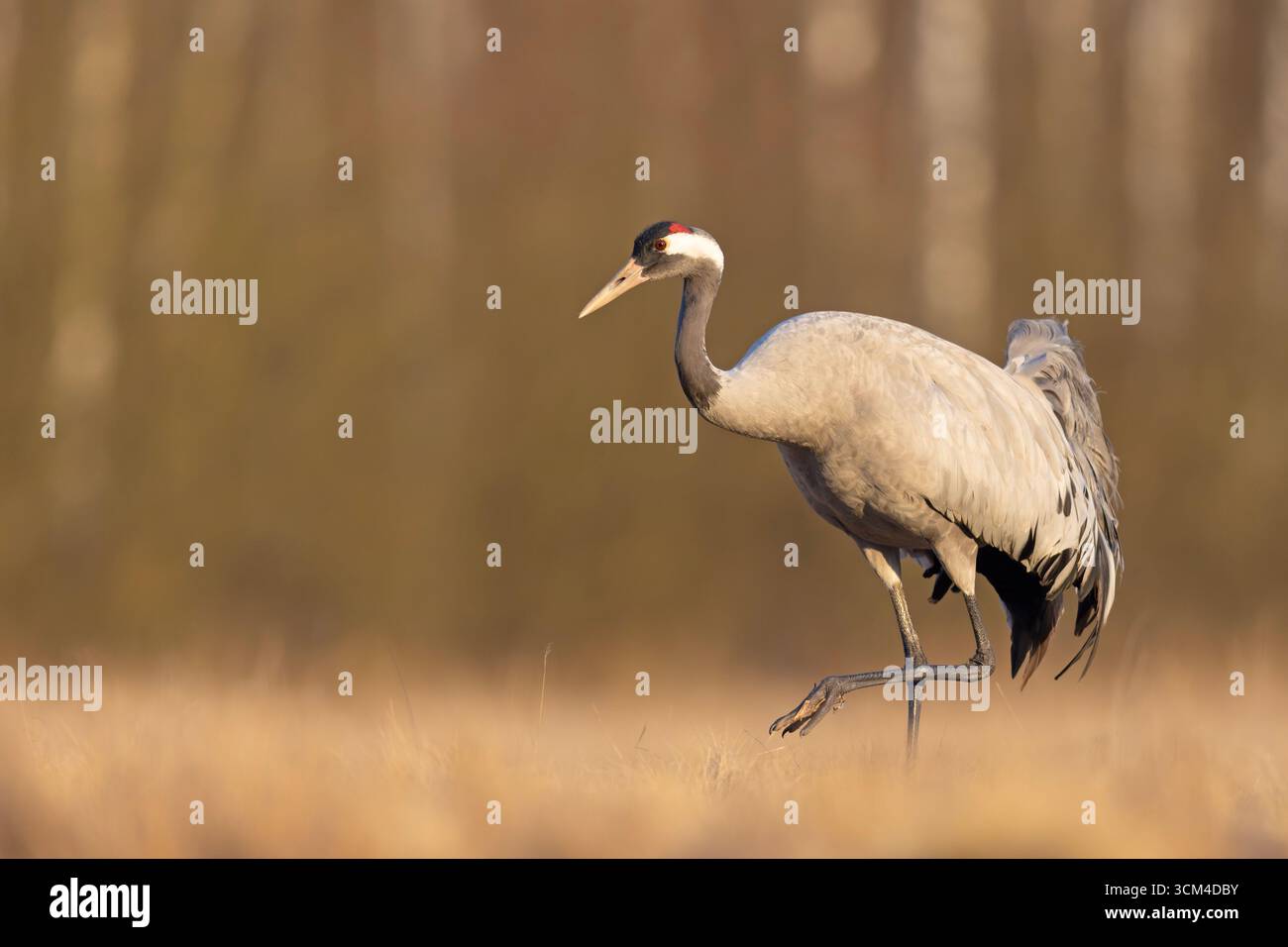 Ein Kran (Grus grus) auf einer sonnenverwöhnten Frühfrühlingshaue Stockfoto