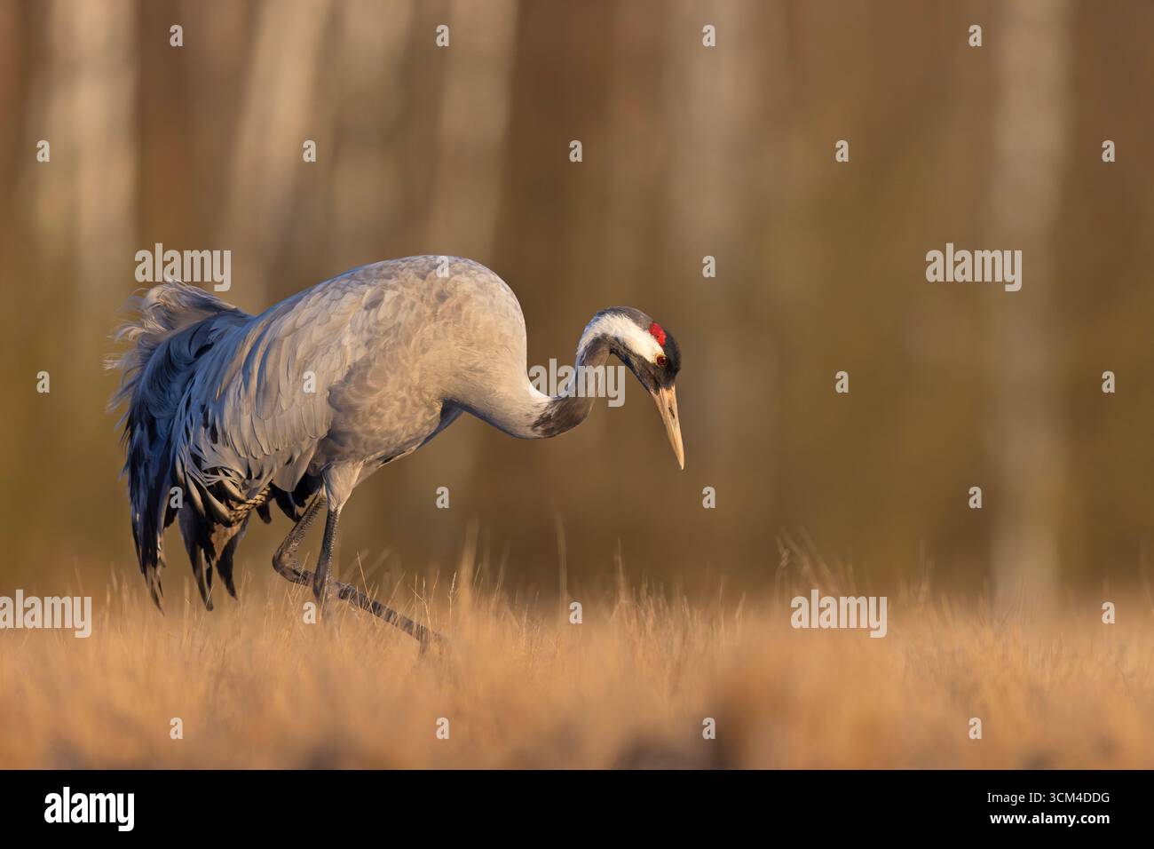Ein Kran (Grus grus) auf einer sonnenverwöhnten Frühfrühlingshaue Stockfoto