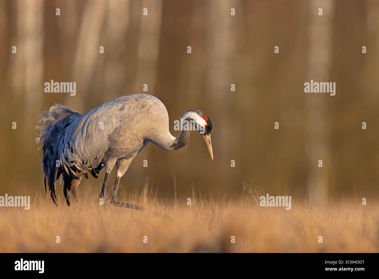 Ein Kran (Grus grus) auf einer sonnenverwöhnten Frühfrühlingshaue Stockfoto