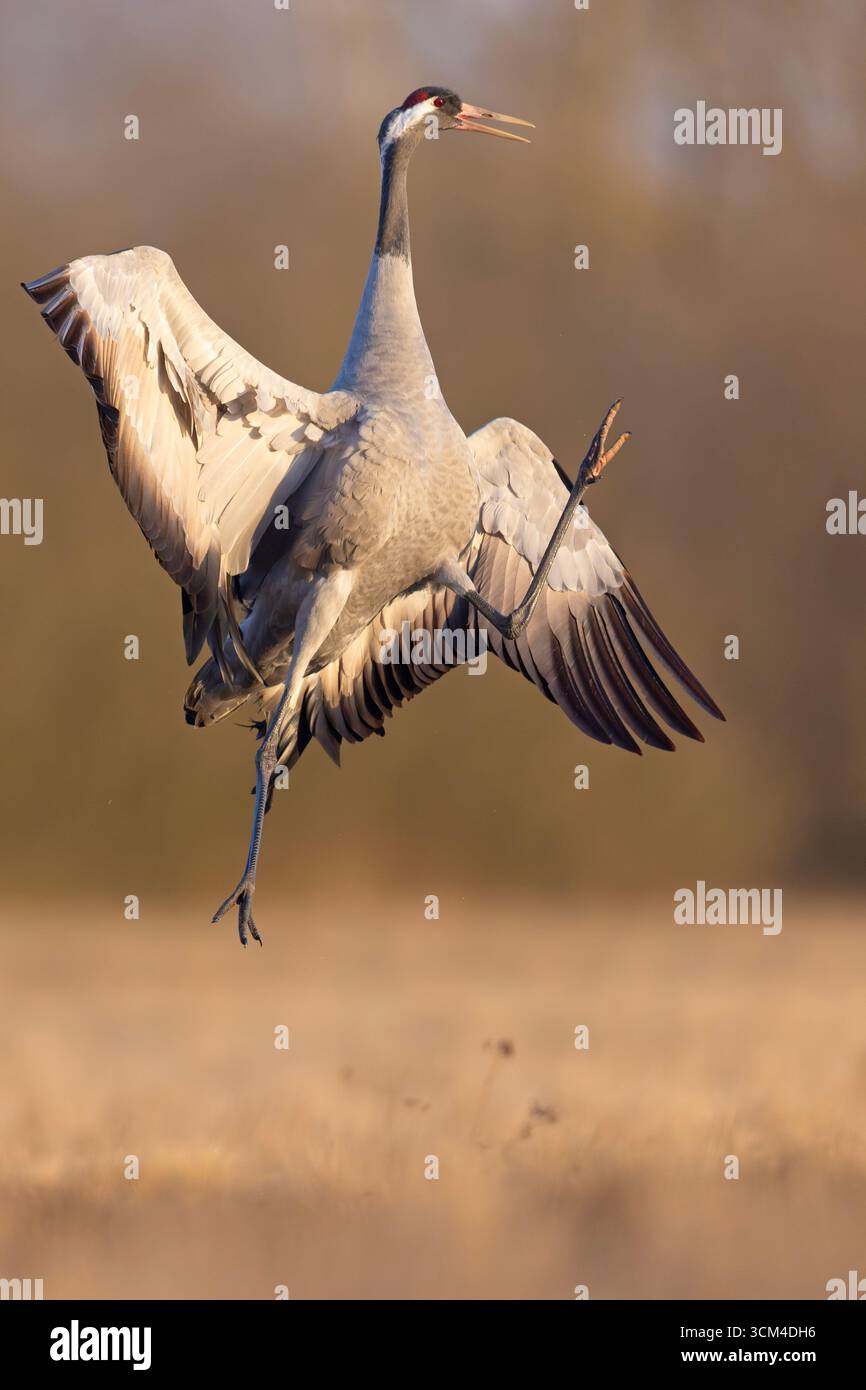 Ein Kran (Grus grus) auf einer sonnenverwöhnten Frühfrühlingshaue Stockfoto