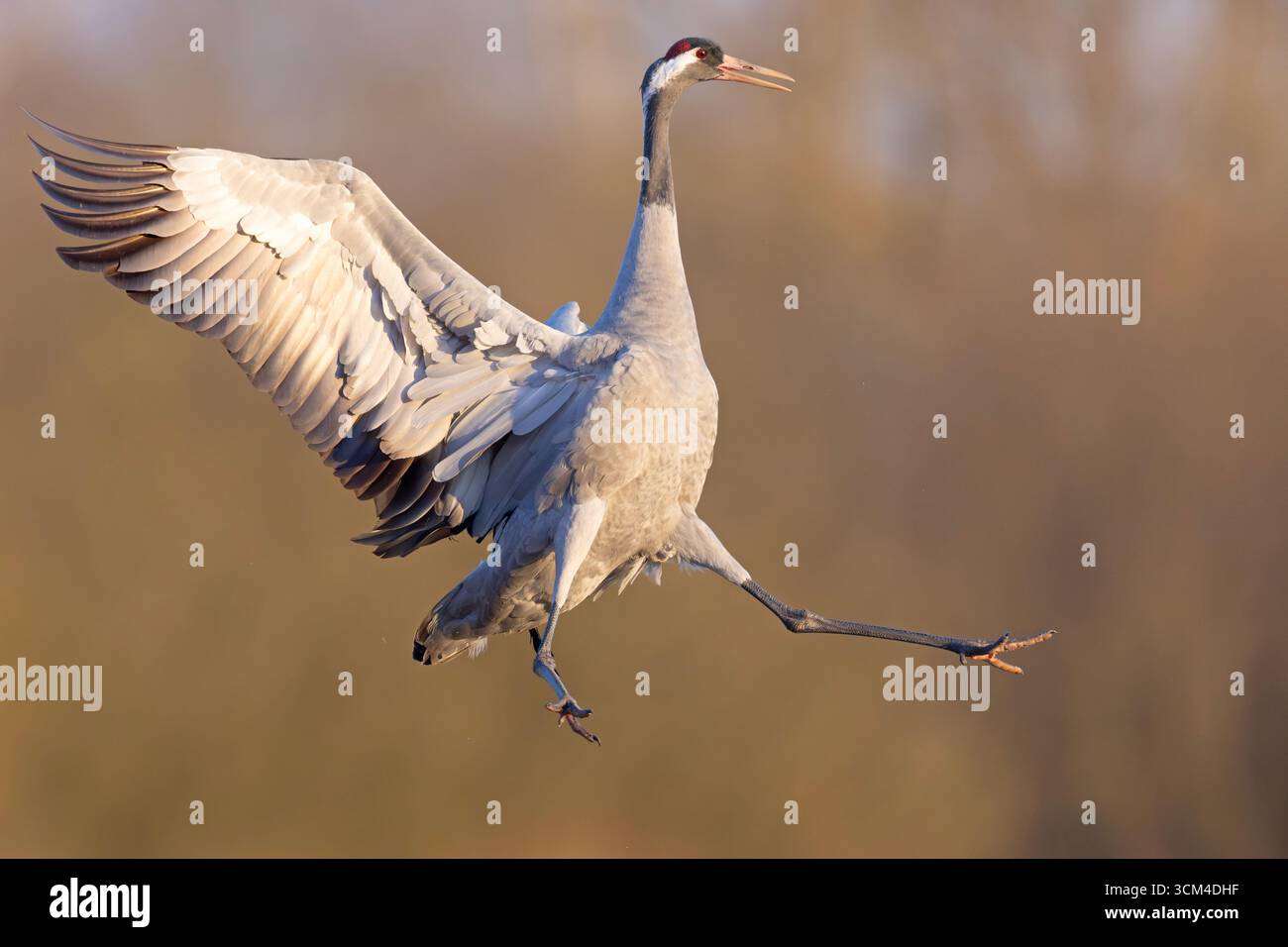 Ein Kran (Grus grus) auf einer sonnenverwöhnten Frühfrühlingshaue Stockfoto