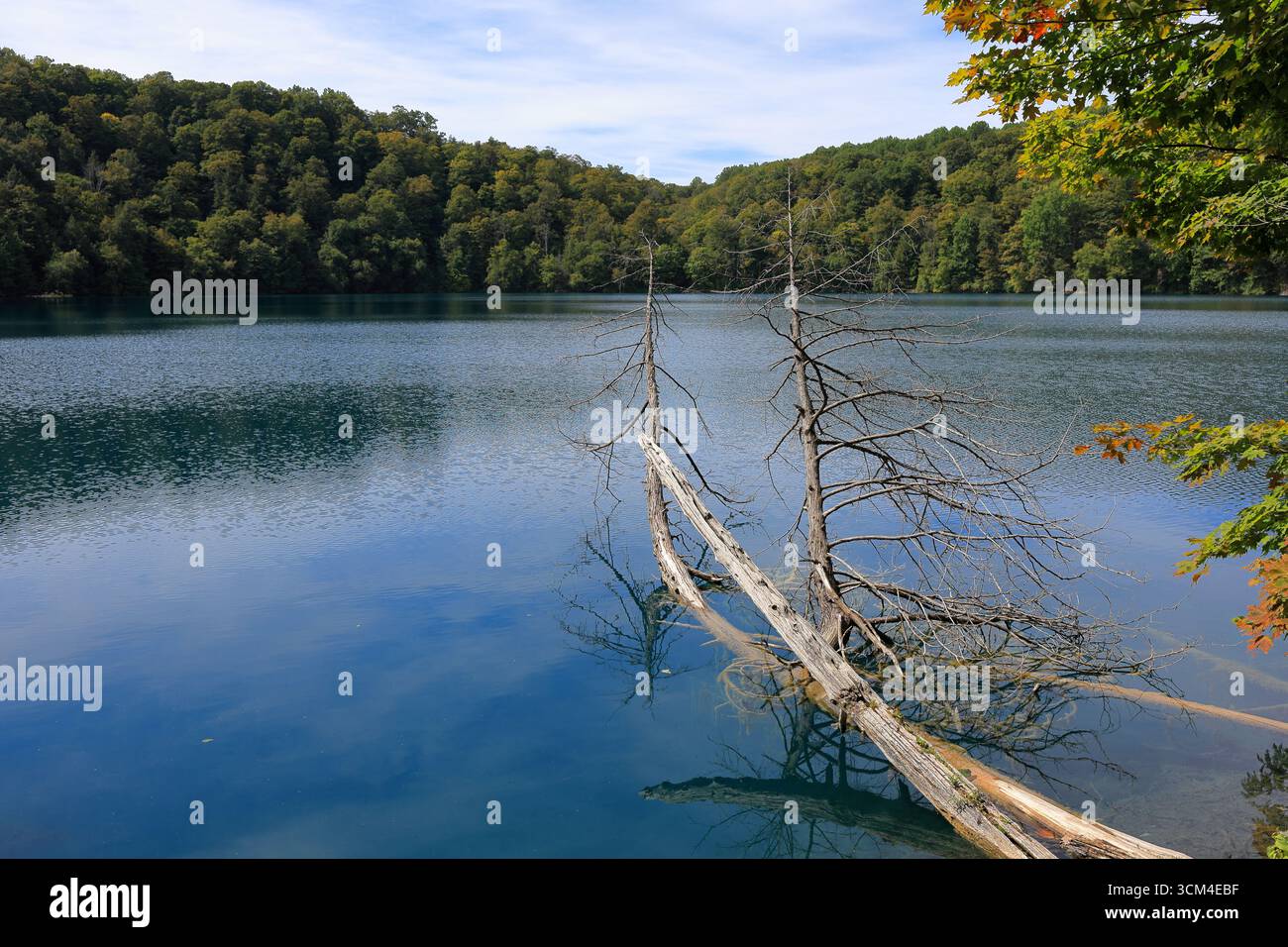 Markantes türkisfarbenes Wasser und alter Wald aus einem Park im Norden von New York Stockfoto