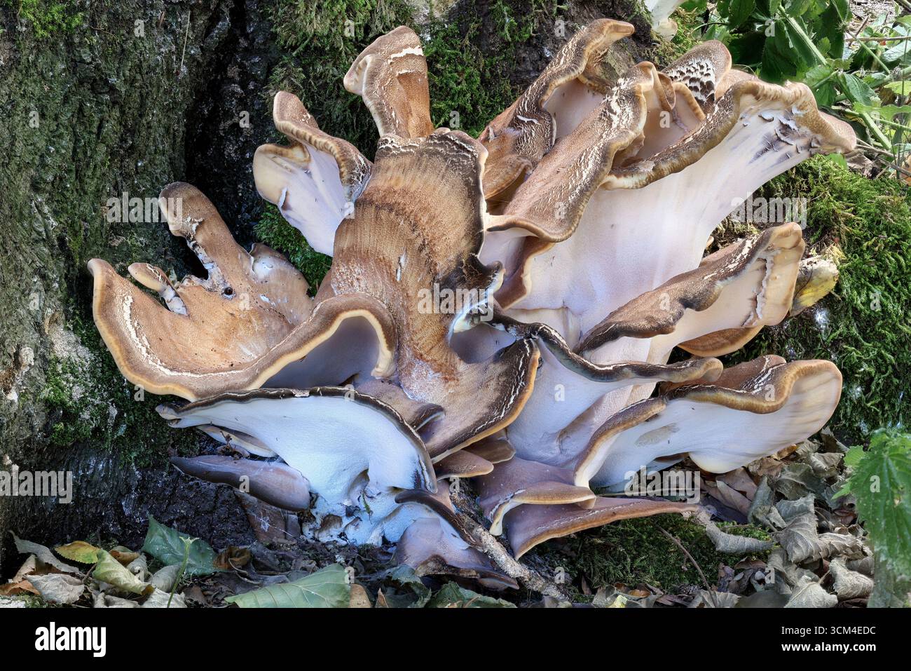 Riesenpolyporenpilz (Meripilus giganteus), der an der Basis eines Baumes wächst, mit mehreren Mücken sichtbar, detailreich gestapeltem Makrobild. Stockfoto