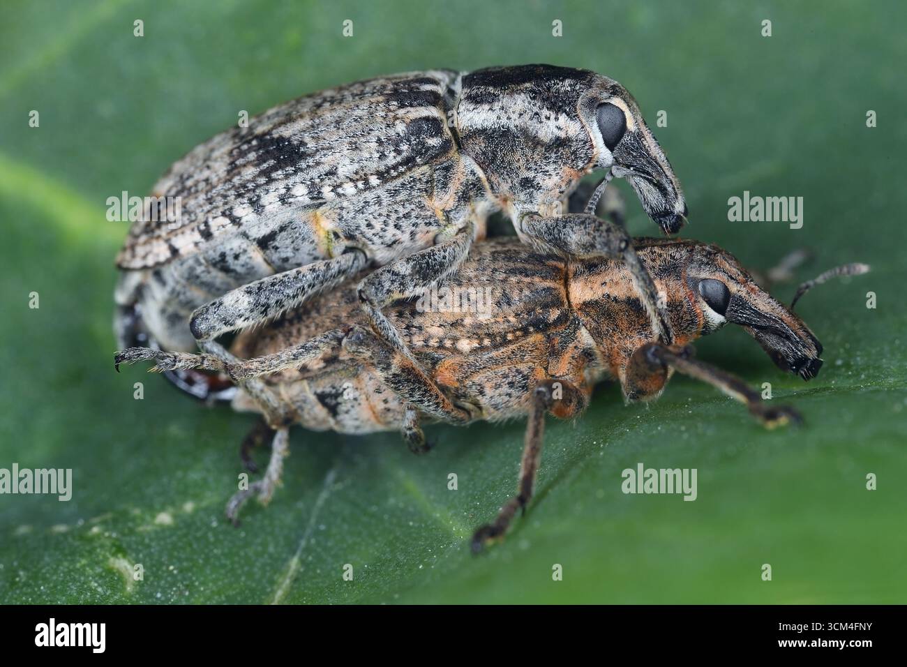 Zuckerrübenkäfer (Asproparthenis punctiventris, vormals in der Gattung Bothynoderes). Ein Paar während der Verknüpfung. Stockfoto