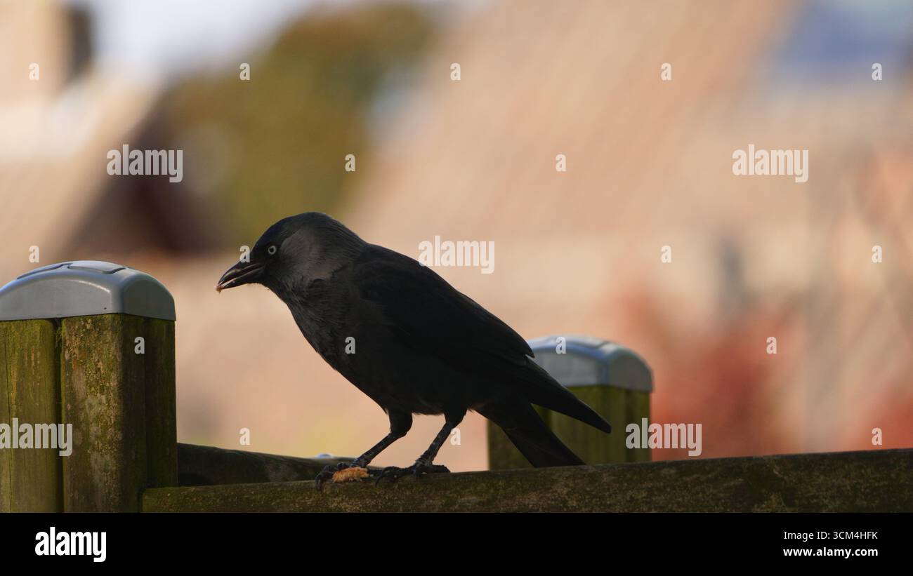 Eurasische Jackdaw, die auf einem Holzpfosten mit Vorstadthintergrund fressen Stockfoto