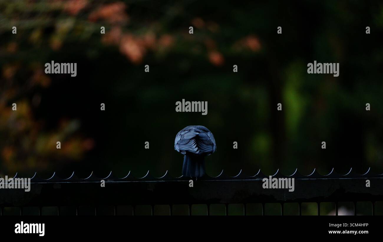 Eine einsame Krähe auf einem Metallzaun Stockfoto