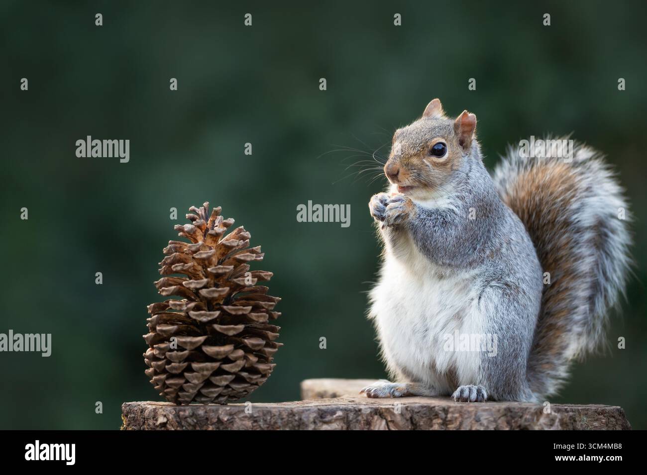 Nahaufnahme eines grauen Eichhörnchens (Sciurus carolinensis), der auf einem Baumstumpf mit einem Kiefernkegel eine Nuss isst, Großbritannien. Stockfoto