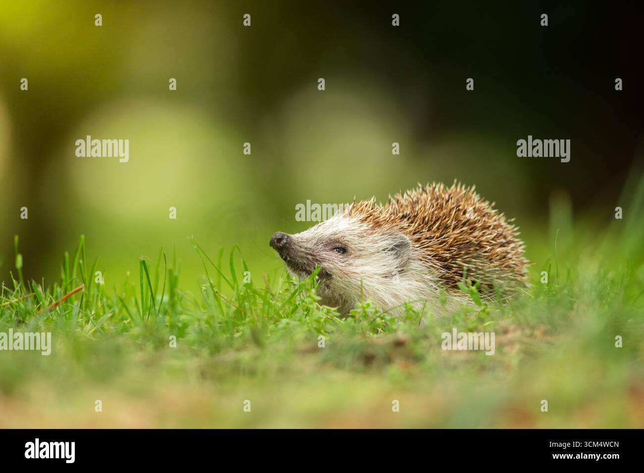 Niedlicher eurasischer Igel (Erinaceus roumanicus) in der natürlichen Umgebung bei Tageslicht, Tschechien Stockfoto