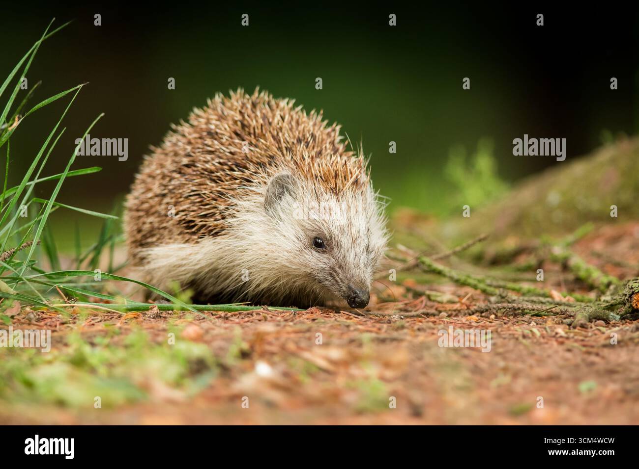 Niedlicher eurasischer Igel (Erinaceus roumanicus) in der natürlichen Umgebung bei Tageslicht, Tschechien Stockfoto