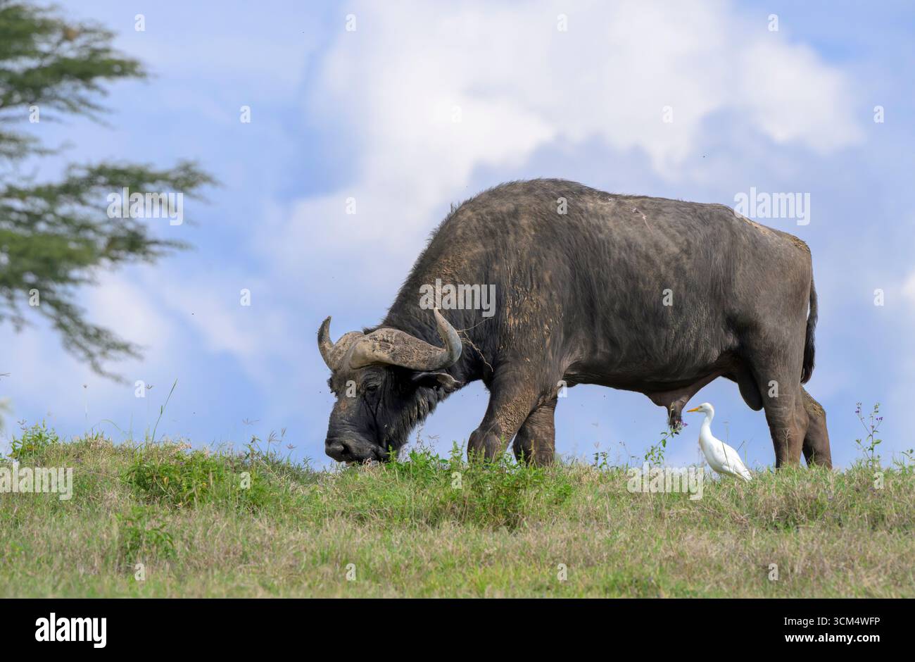 Afrikanische oder Cape Buffalo (Syncerus Caffer) Stiere, begleitet von Rinderreiher, Lake Nakuru National Park, Kenia. Stockfoto