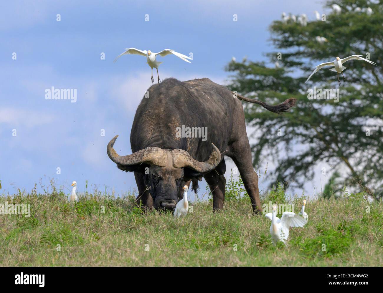 Afrikanische oder Cape Buffalo (Syncerus Caffer) Stiere, begleitet von Rinderreiher, Lake Nakuru National Park, Kenia. Stockfoto