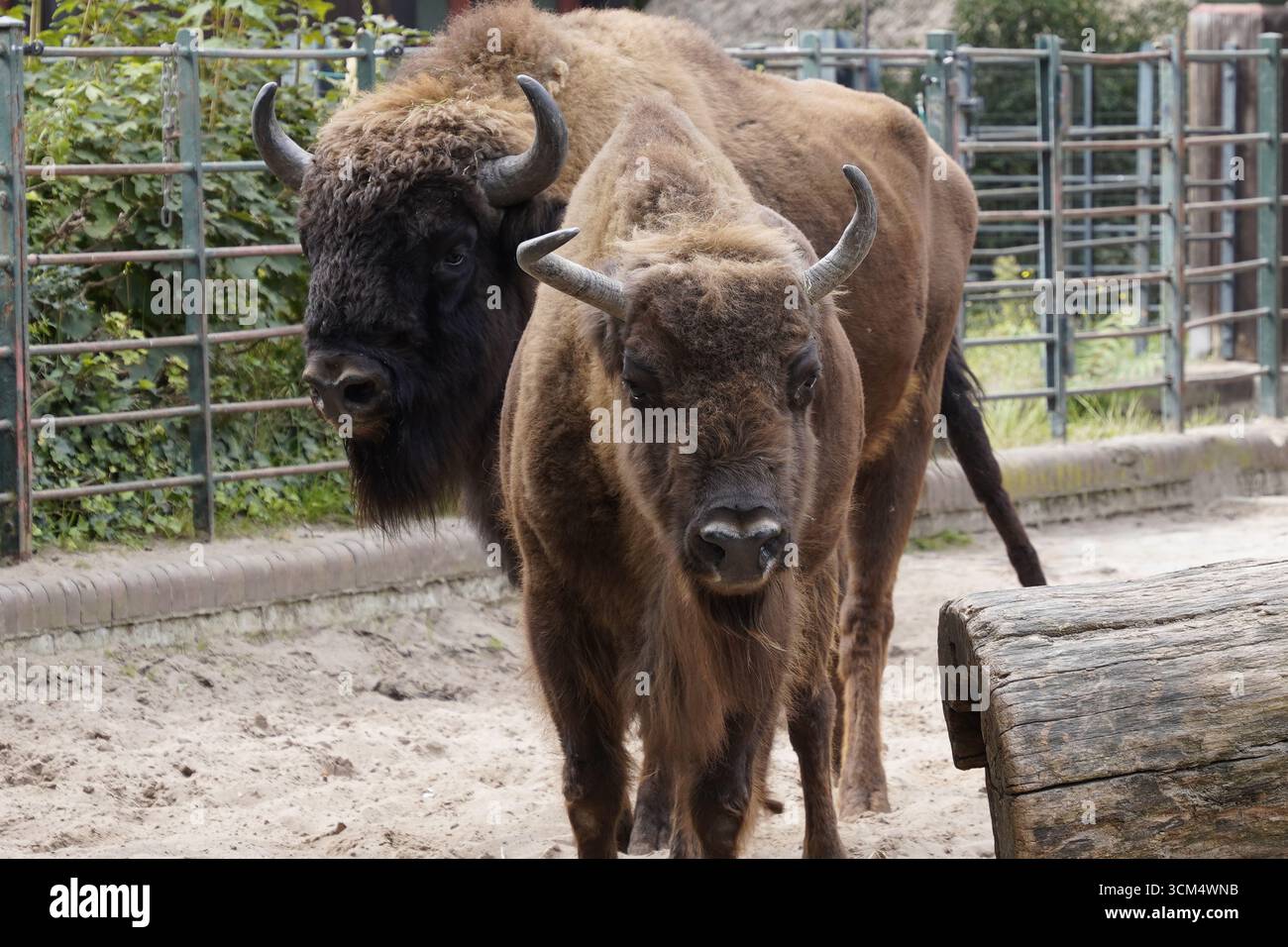 Zwei europäische Bisons (Bison bonasus; Weissbüffel), männlich und weiblich, Stier und Kuh, mit wollbraunem Fell und großen Hörnern steht auf einem Bauernhof. Stockfoto