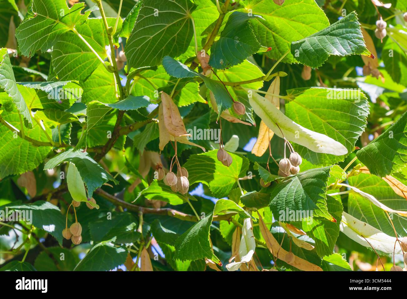 Nahaufnahme eines Lindenbaums (Tilia) mit üppig grünen Blättern und Reifen Samenkapseln, die in natürlichem Sommerlicht erfasst werden und botanische Details hervorheben Stockfoto