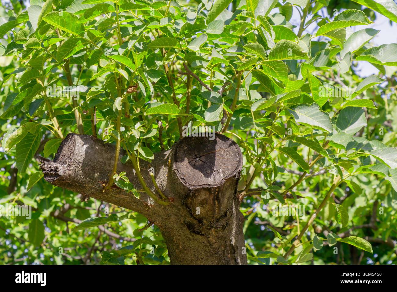 Nahaufnahme eines geschnittenen Baumstamms mit jungen grünen Triebe, die in hellem Sonnenlicht auftauchen. Symbol für Nachwuchs, natürliche Erneuerung, Überleben und Widerstandsfähigkeit von Stockfoto