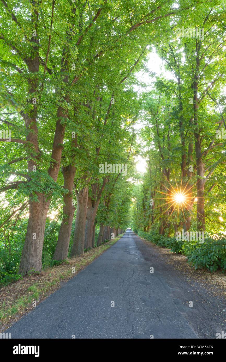 Lindenbaum, Tilia cordata, Allee, Sommer, Mecklenburg-Vorpommern, Deutschland Stockfoto