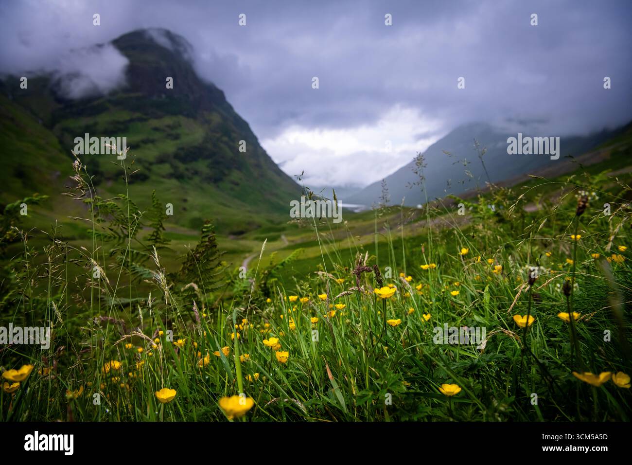 The Three Sisters of Glencoe mit Wildblumen unter Moody Himmels in den schottischen Highlands Stockfoto