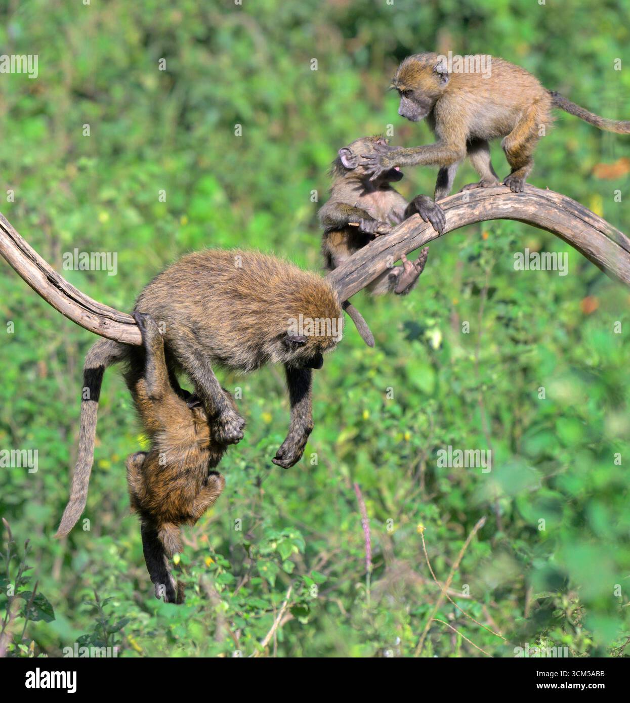 Junge Olivenpaviane (Papio anubis) spielen in einem Baum, Lake Nakuru National Park, Kenia. Stockfoto