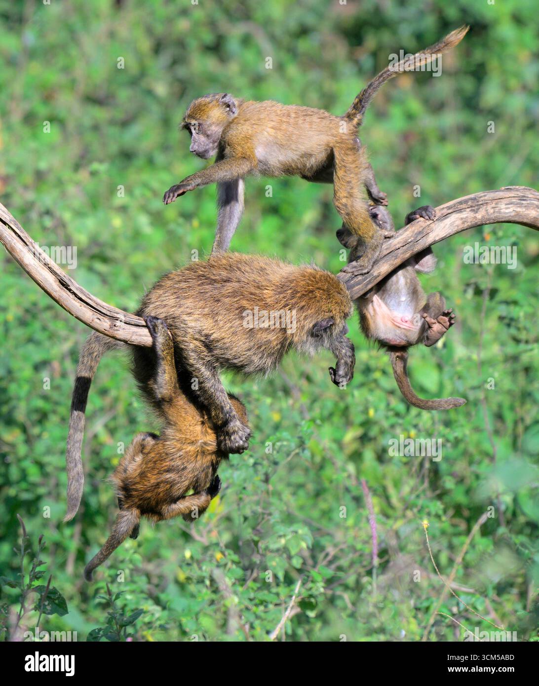 Junge Olivenpaviane (Papio anubis) spielen in einem Baum, Lake Nakuru National Park, Kenia. Stockfoto