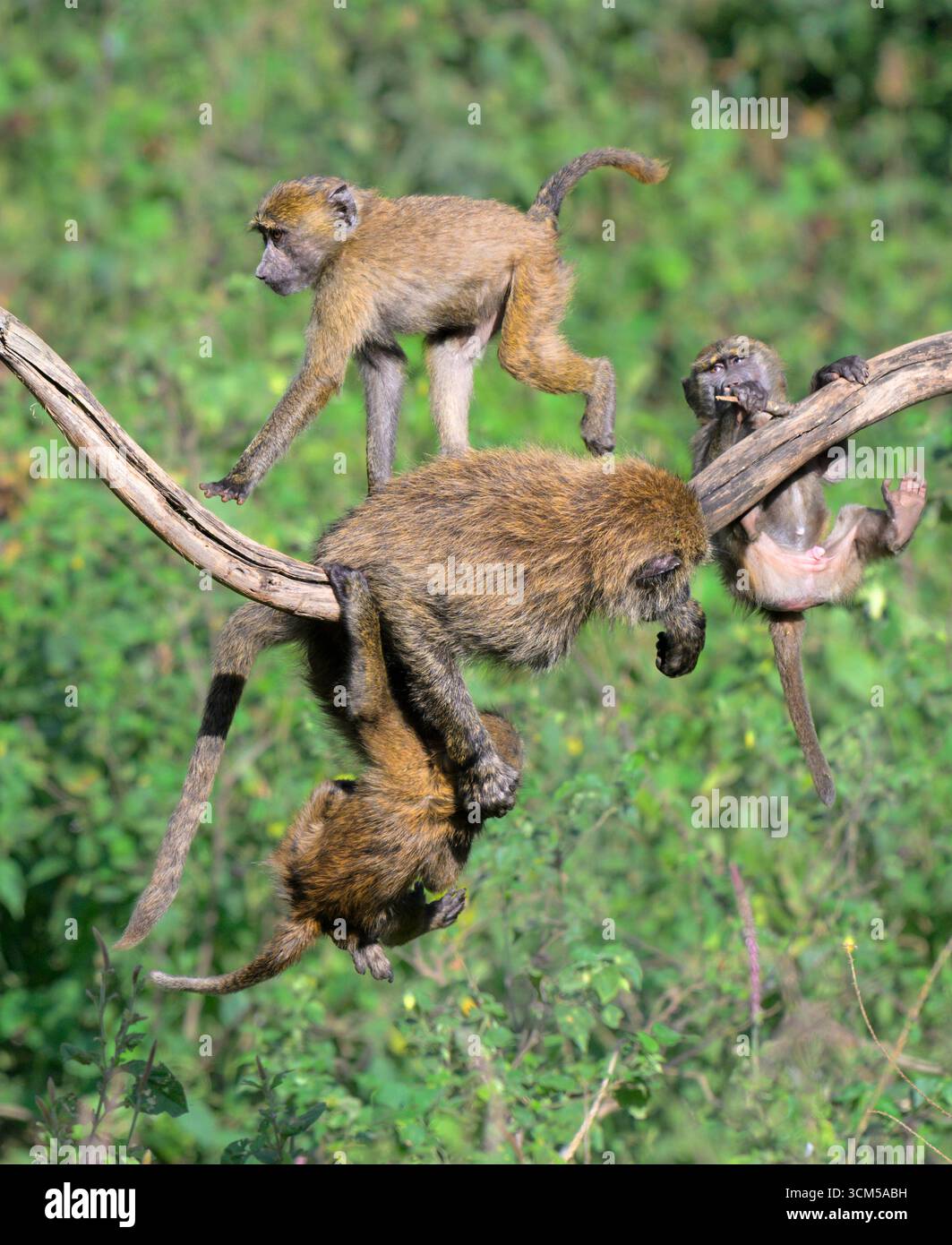 Junge Olivenpaviane (Papio anubis) spielen in einem Baum, Lake Nakuru National Park, Kenia. Stockfoto