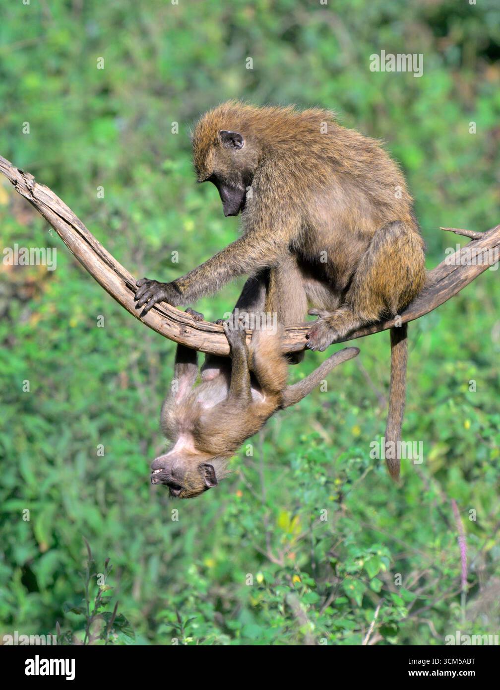 Mutter und Baby-Olivenpaviane (Papio anubis) spielen in einem Baum, Lake Nakuru National Park, Kenia. Stockfoto