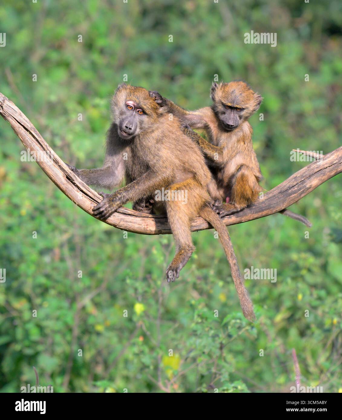 Junge Olivenpaviane (Papio anubis) spielen in einem Baum, Lake Nakuru National Park, Kenia. Stockfoto