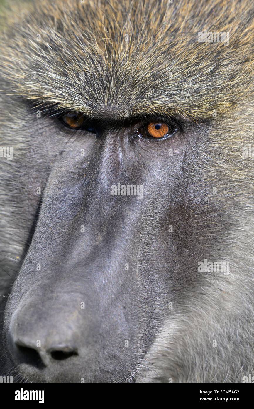 Olivenpaan (Papio anubis) männliches Porträt, Nahaufnahme der Fänge mit Blick auf die Kamera, Lake Nakuru National Park, Kenia. Stockfoto