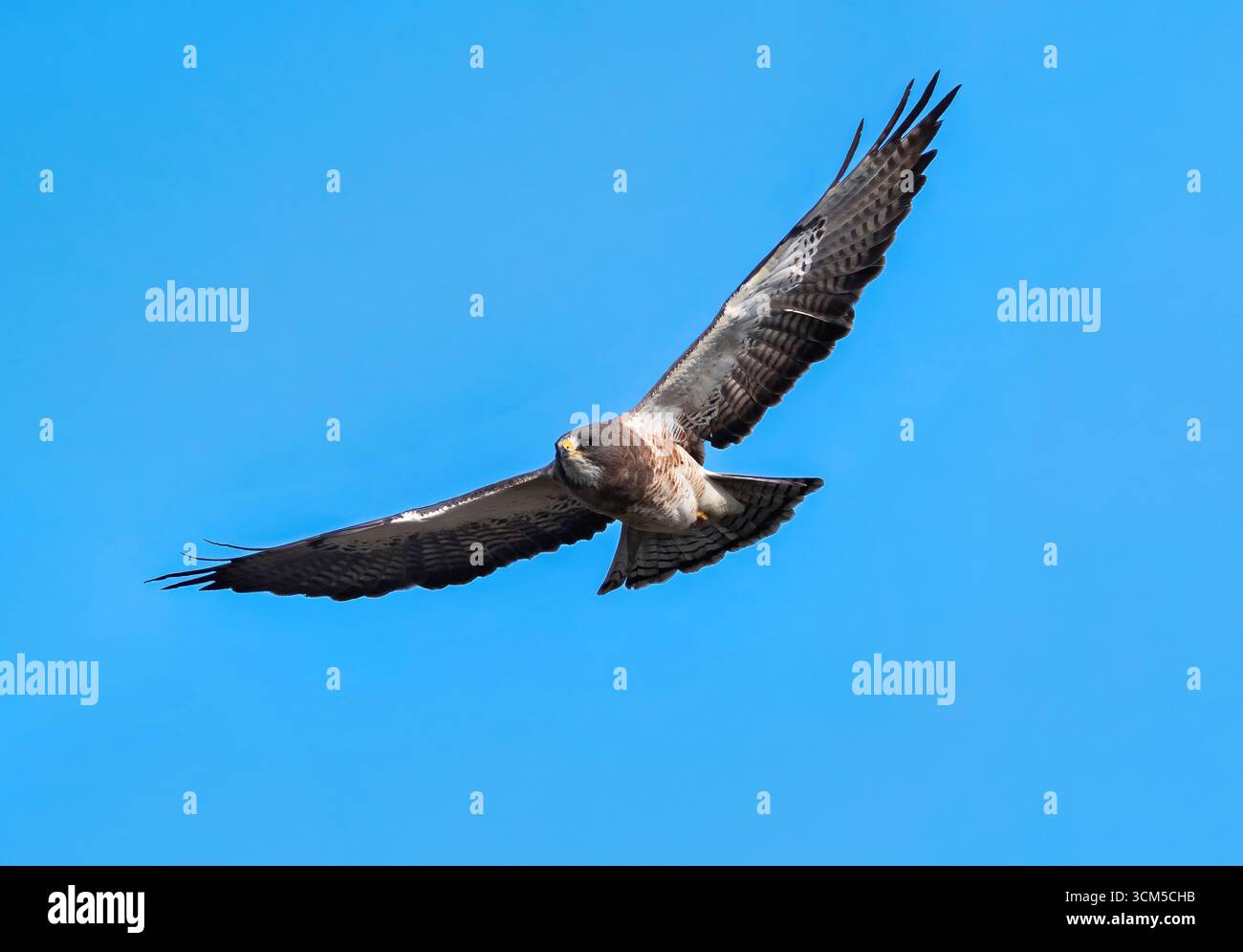 Ein sich nähernder Hawk von Swainson, der anmutig gegen einen hellblauen Himmel mit voll ausgestreckten Flügeln schwebt. Stockfoto